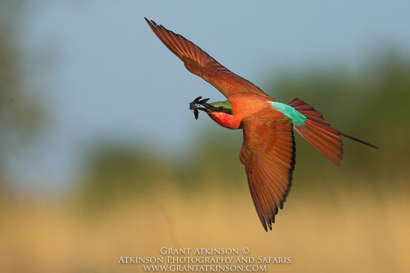 Carmine Bee-eater - Copyright © Grant Atkinson
